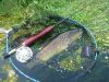 Epuisette raquette auto-flottante Thelo